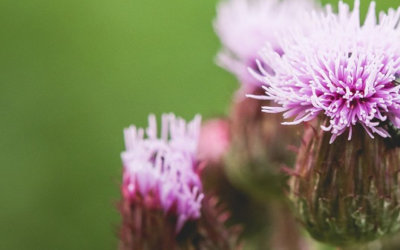 Mediation bij echtscheiding