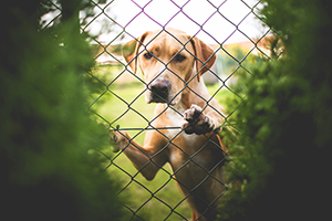 Naar wie gaat de hond?